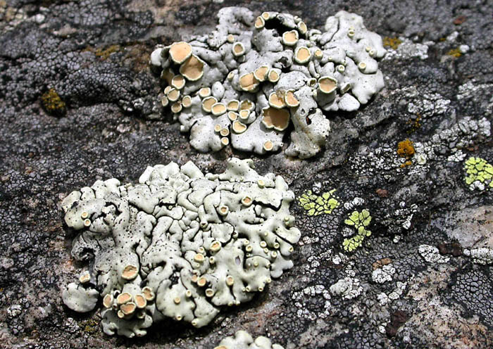 Lecanora?
